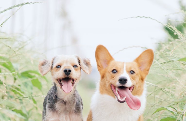 Preventing Home Dog Fights in Sugarland