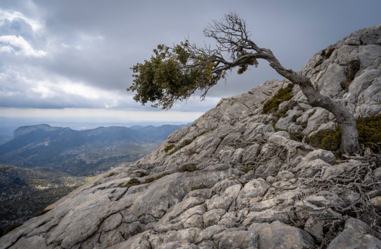 Sugarland: The Importance of Resilience in Overcoming Trauma